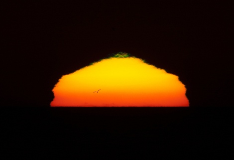 Sunset with small green flash and a gull bird flying forming a s
